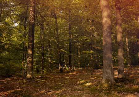 Stämme mit Stammbaum